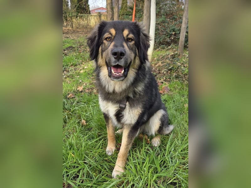 Aramis ❤️ wartet in 50169 Kerpen auf dich