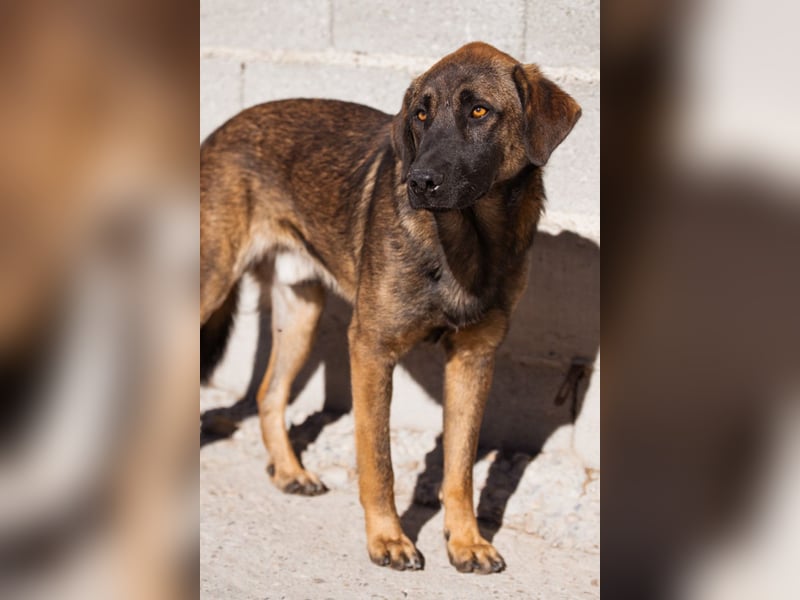 Kleiner, feiner Pico ❤️ sucht Schutz & Liebe Kleiner, feiner Pico ❤️ sucht Schutz & Liebe