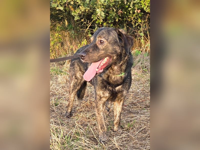 SHADOW❤️sozialer Gute-Laune-Hund wartet auf Dich in 50169 Kerpen