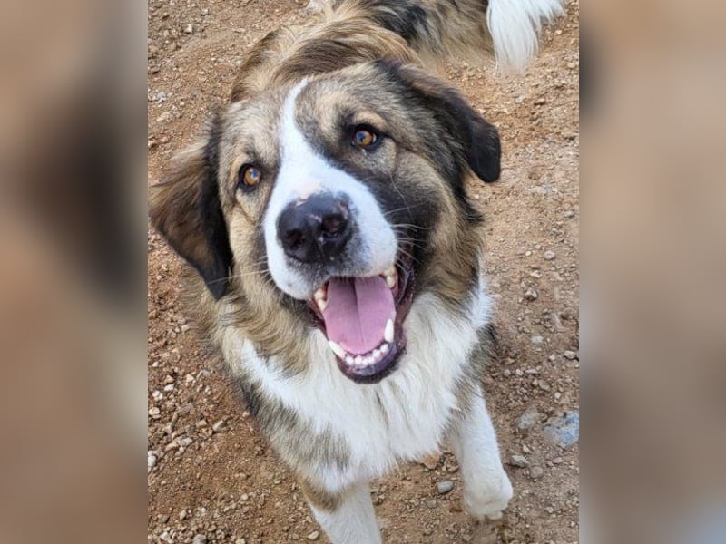 Lebensfroher Jonesy sucht Zuhause