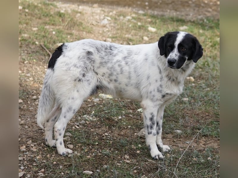 Dino, geb. ca. 01/2022, lebt in GRIECHENLAND, im städt. Tierheim Serres