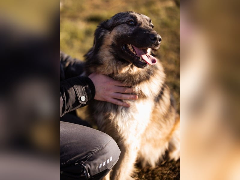 Schenkst du Buster ein tolles Zuhause?