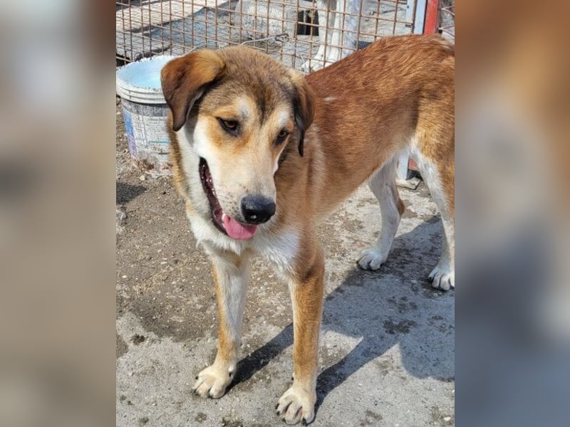 Luki ❤️ aufgeschlossener, lieber Junghund!