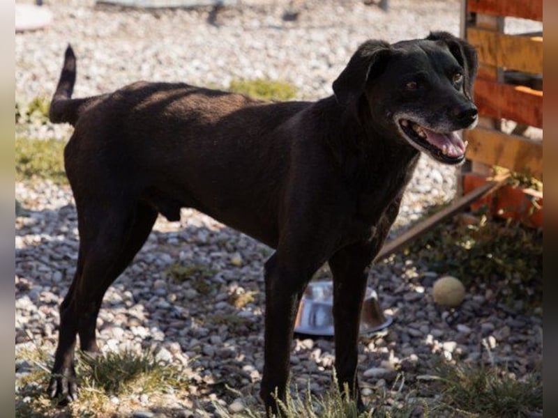 OldBoy ♥ Audi ♥ ein so lieber Schatz sucht sein verdientes Für-Immer-Körbchen