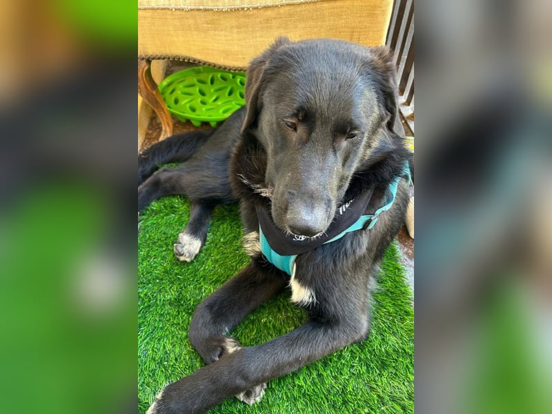 Cosmo - junger charmanter Schäfi-Mix-Bub wartet bereis in 55116 Mainz