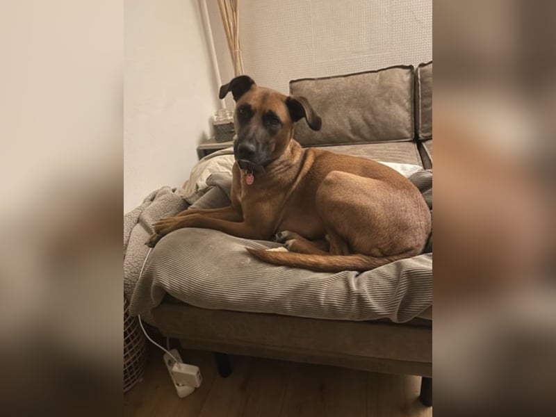 Moritz sucht aktives Zuhause