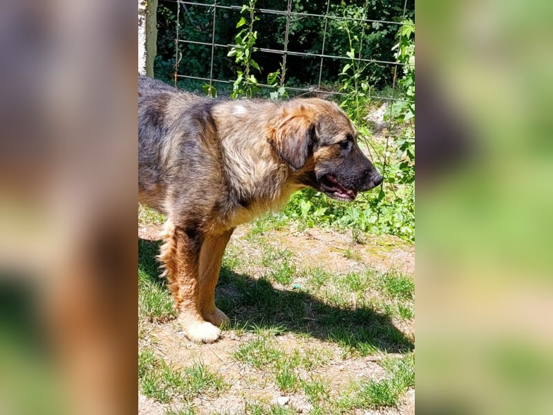 Mix-Bub Manato - ein toller Jungrüde; lieb, sozial, freundlich