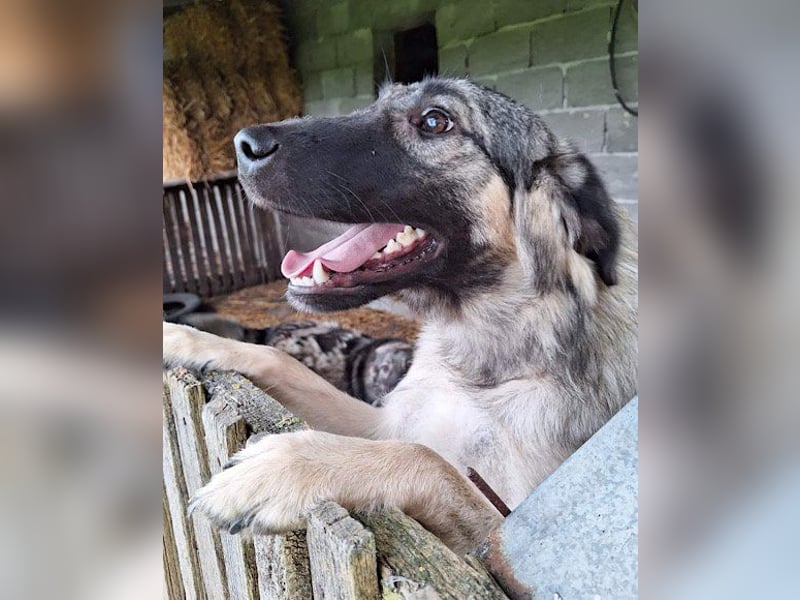 Schenkst du Buster ein tolles Zuhause?