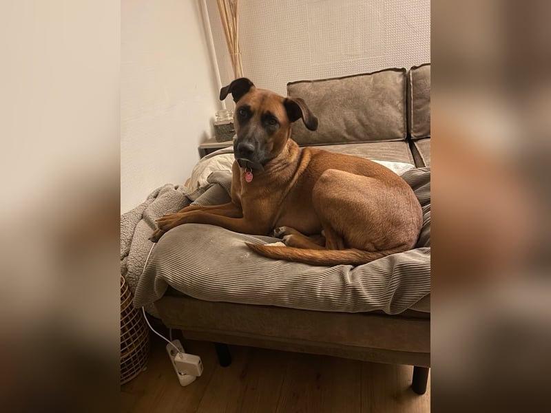 Rüde Moritz sucht aktives Zuhause