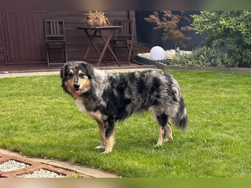 Sensibler Jungrüde ♥BALU♥ wartet bereits in 59174 Kamen