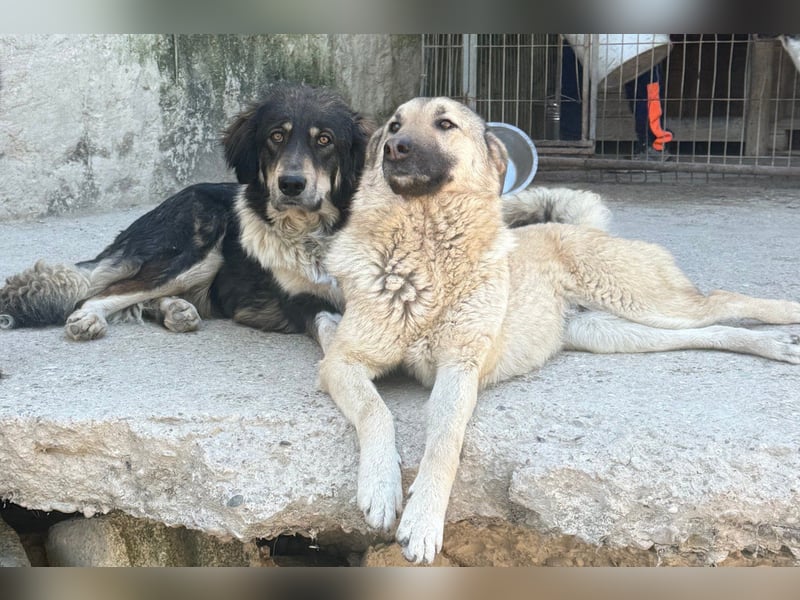 ♥Fly♥ eine herzliche, treue Fellfreundin