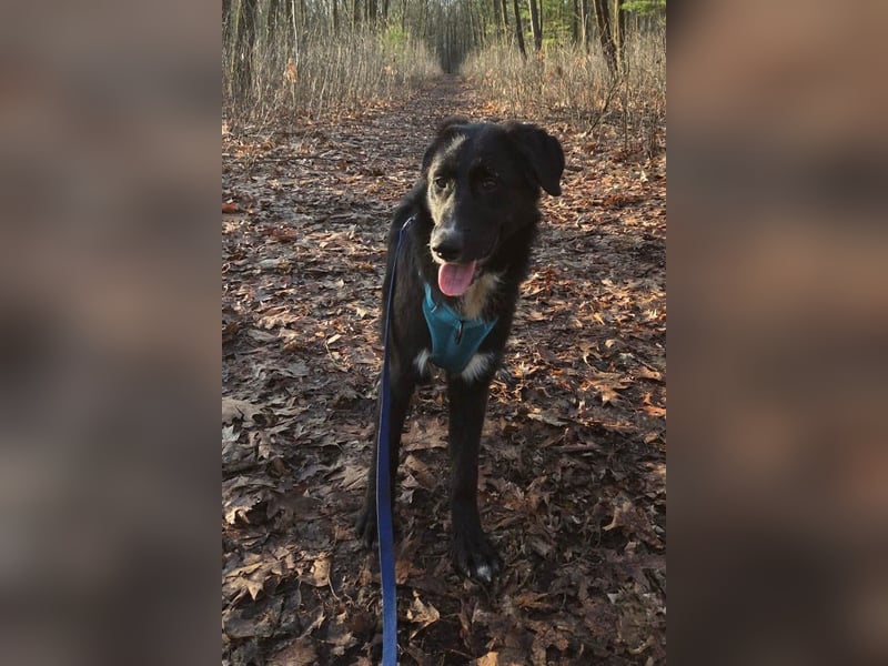 Sienna - fröhlicher Schäfi-Mix, wartet bereits in 45289 Essen