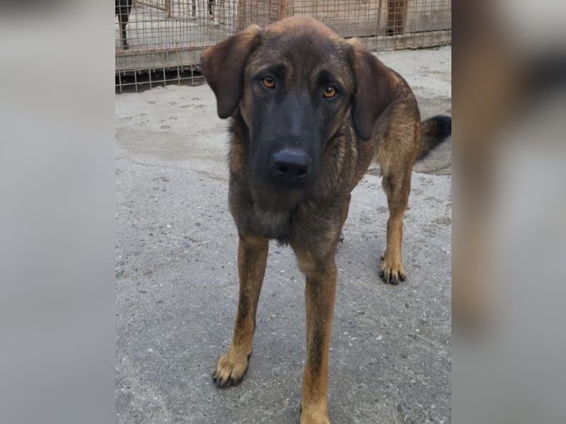 Kleiner, feiner Pico ❤️ sucht Schutz & Liebe