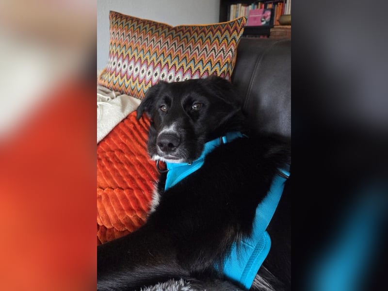 Sienna - fröhlicher Schäfi-Mix, wartet bereits in 45289 Essen