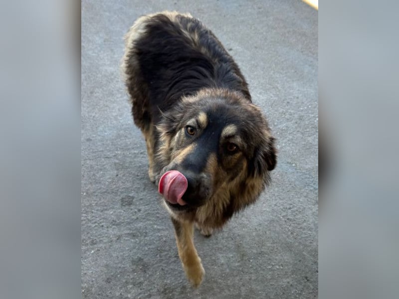 Aramis ❤️ liebevoll aufgeweckter Jungrüde Aramis ❤️ liebevoll aufgeweckter Jungrüde