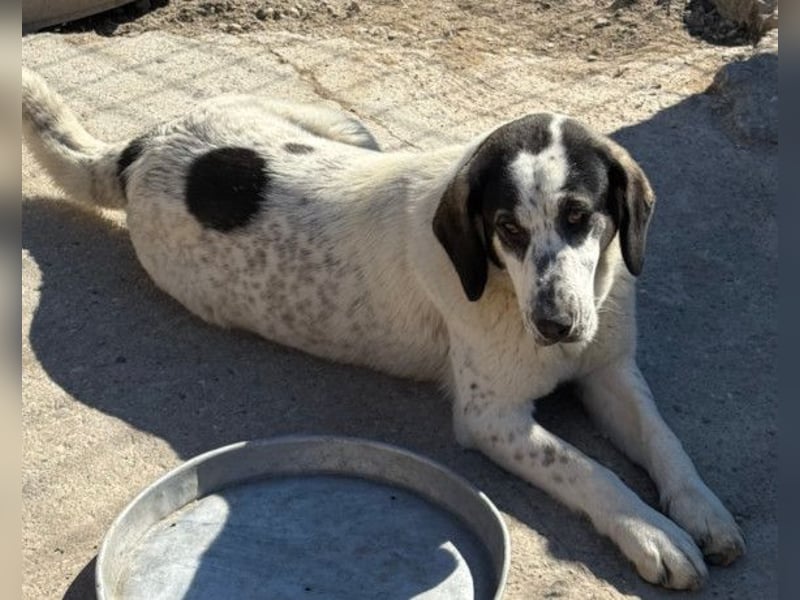 Ananda ❤️ liebe Fellfreundin fürs Leben