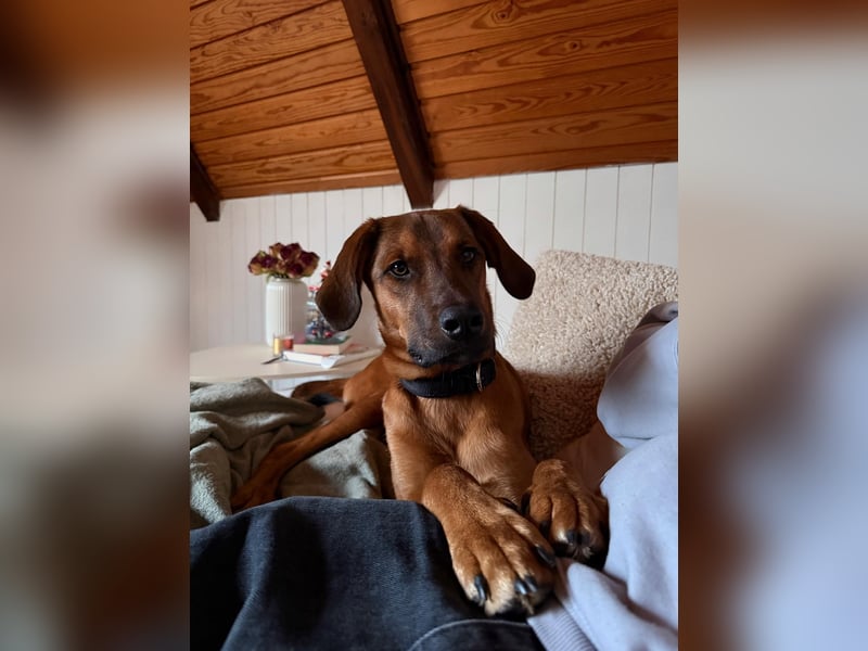 charmanter LASKO❤️in 22559 Hamburg, dringend Für-Immer-Zuhause gesucht