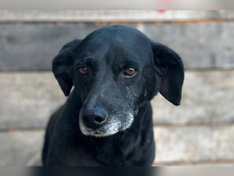 OldBoy ♥ Audi ♥ ein so lieber Schatz sucht sein verdientes Für-Immer-Körbchen