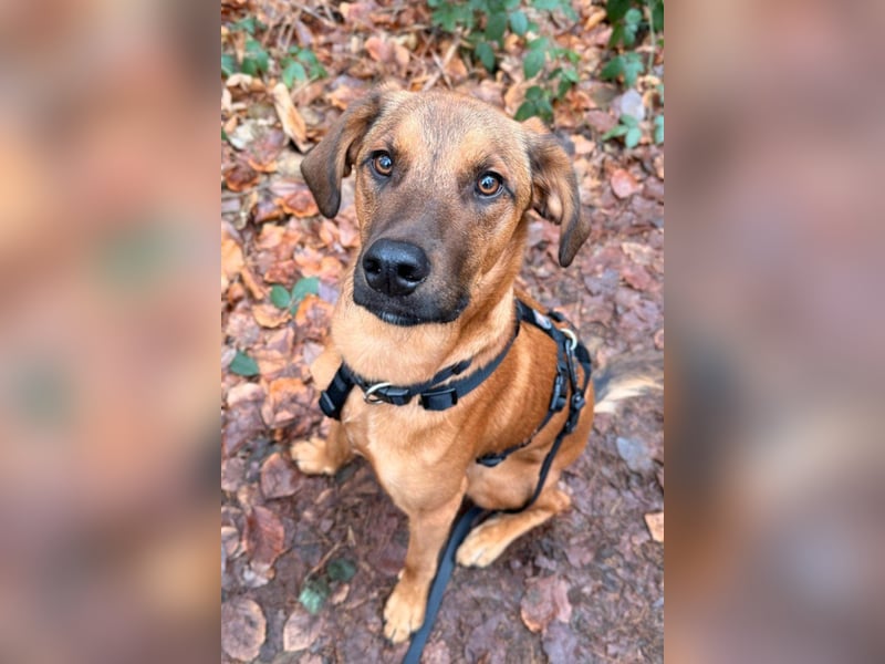 Notfell LASKO❤️in 22559 Hamburg, dringend Für-Immer-Zuhause gesucht