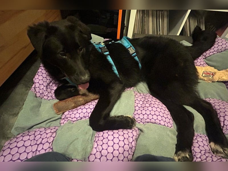 Cosmo - junger charmanter Schäfi-Mix-Bub wartet bereis in 55116 Mainz