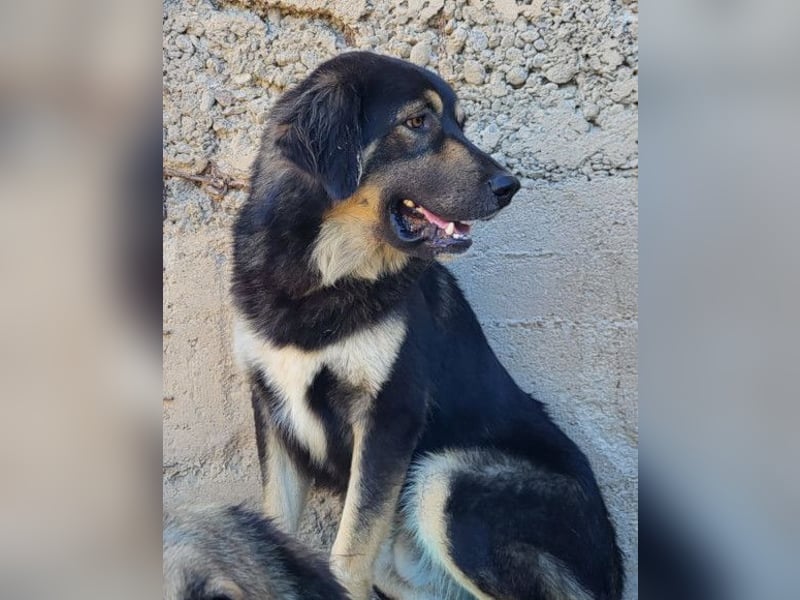 Aramis ❤️ liebevoll aufgeweckter Jungrüde Aramis ❤️ liebevoll aufgeweckter Jungrüde