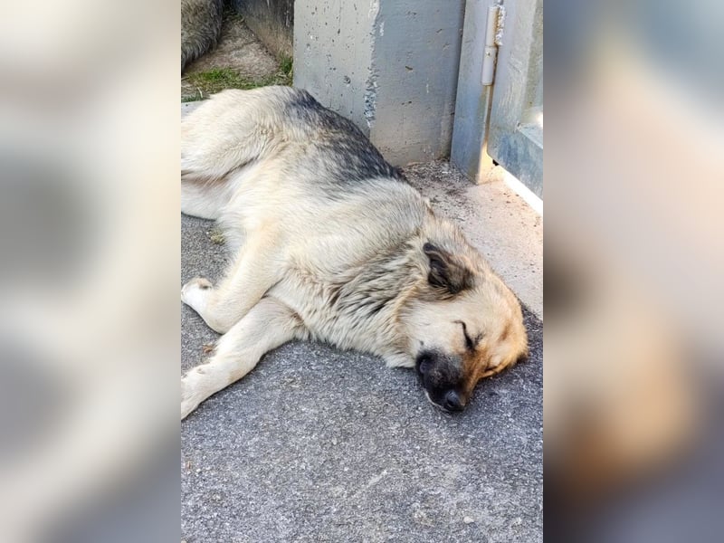 Liebste ♥ Lina ♥ so freundliche Hündin sucht Wärme und Treue