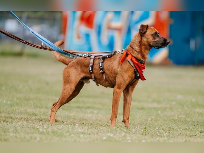 Rüde Moritz sucht aktives Zuhause