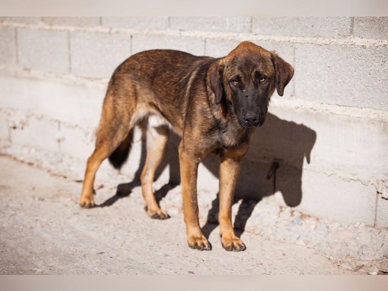 Kleiner, feiner Pico ❤️ sucht Schutz & Liebe Kleiner, feiner Pico ❤️ sucht Schutz & Liebe