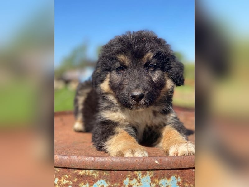 Sirius Black, geb. ca. 12/2023, lebt in GRIECHENLAND, im städt. Tierheim Serres