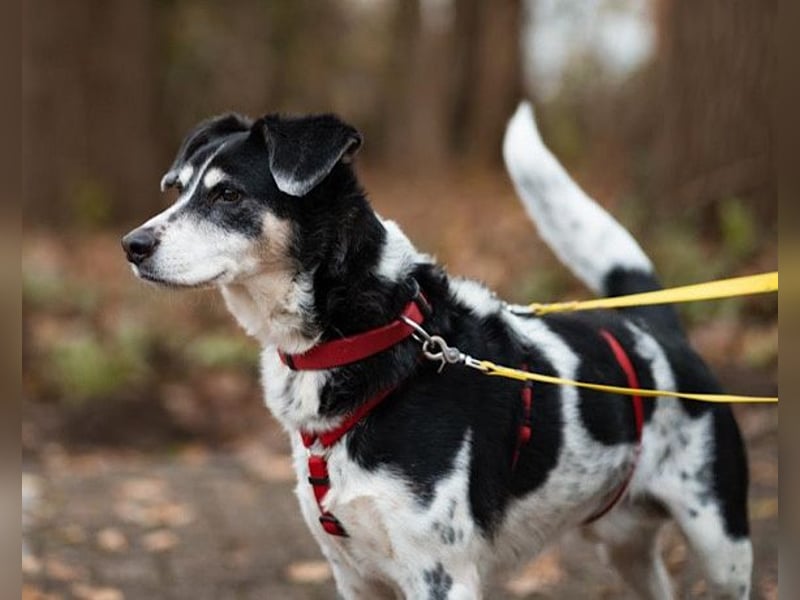 Liebster OldBoy ♥Rocky♥ wartet in 21640 Bliedersdorf auf sein so verdientes Lebensglück