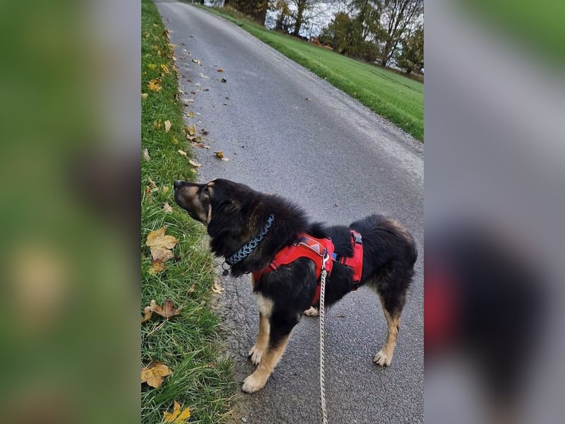 Aramis ❤️ wartet in 50169 Kerpen auf dich