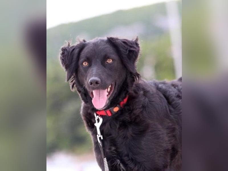 Noa ❤️ freundlich + super aufgeschlossen + katzenverträgl.!