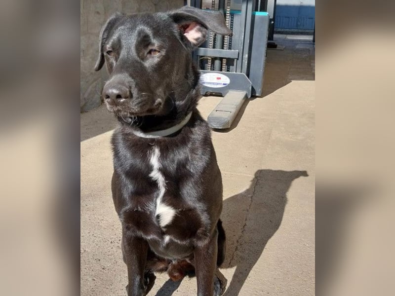 SCOOBY❤️lebensfroher, aktiver Lausbub und sehr menschenbezogen