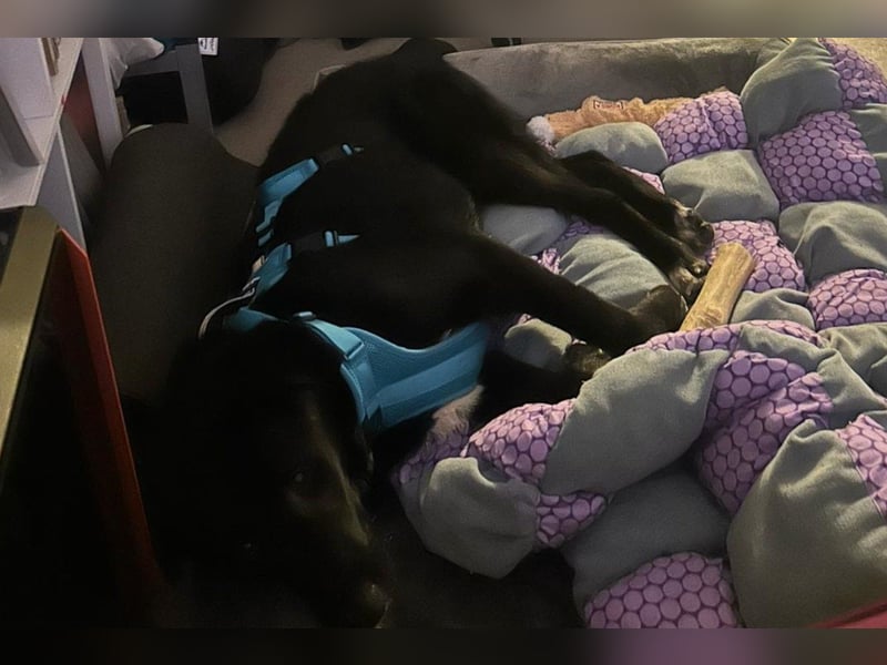 Cosmo - junger charmanter Schäfi-Mix-Bub wartet bereis in 55116 Mainz