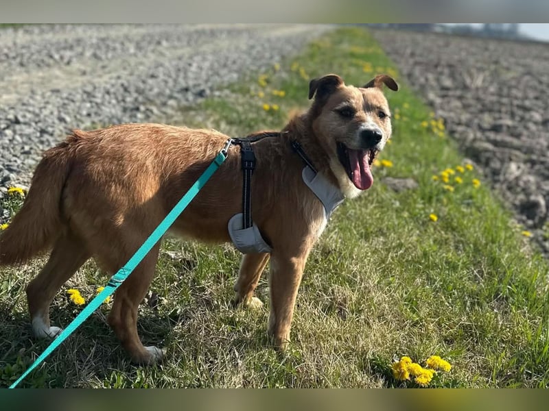 Floki ❤️ freundlich & so menschenbezogen