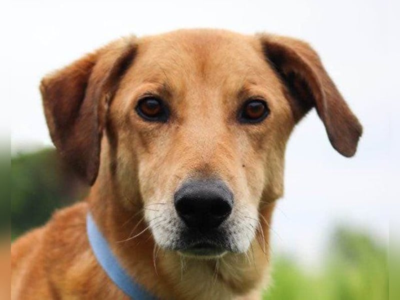 schmusiger Bongo sucht sehnsüchtig seine Für-Immer-Menschen