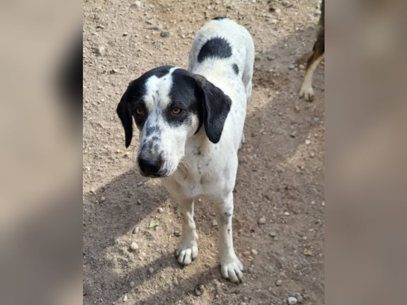 Ananda ❤️ liebe Fellfreundin fürs Leben