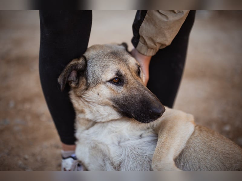 Beauty ♥ Fly ♥ eine herzliche, treue Fellfreundin