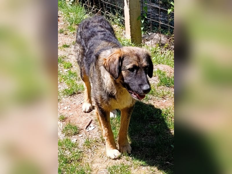 Mix-Bub Manato - ein toller Jungrüde; lieb, sozial, freundlich