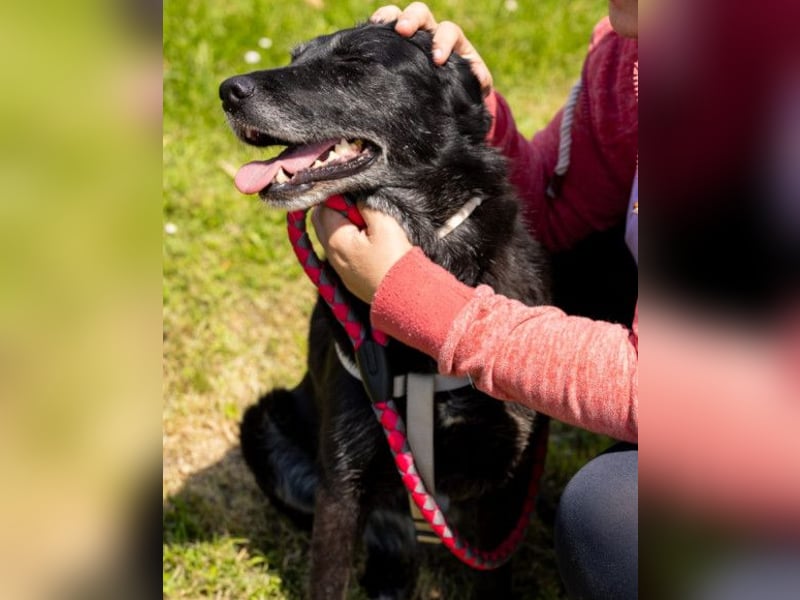 OldLady Gita ♥️ die pure Herzenshündin