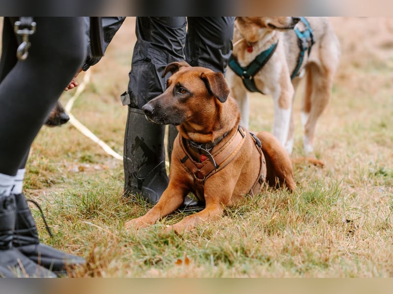 Rüde Moritz sucht aktives Zuhause