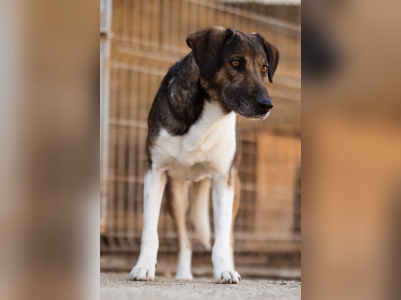 ROBI❤️zauberhafter, lieber Hundejunge, zurückhaltend und sozial