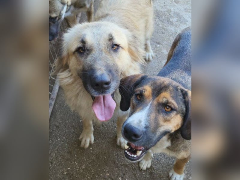 Dave möchte endlich seine Koffer packen