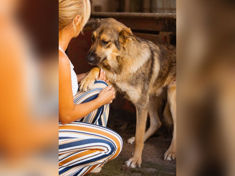 Mix-Rüde Marco - ein toller Familienhund; ein Herz von Hund