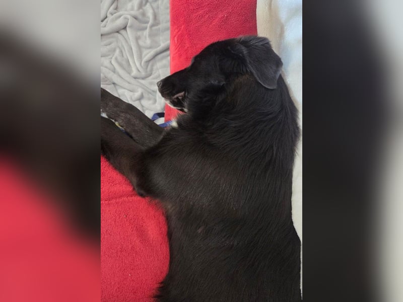 Sienna - fröhlicher Schäfi-Mix, wartet bereits in 45289 Essen