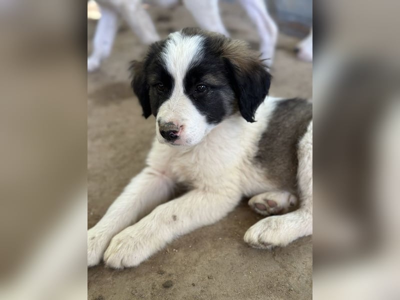 Lando, geb. ca. 02/2025, lebt in GRIECHENLAND, auf einer privaten Pflegestelle