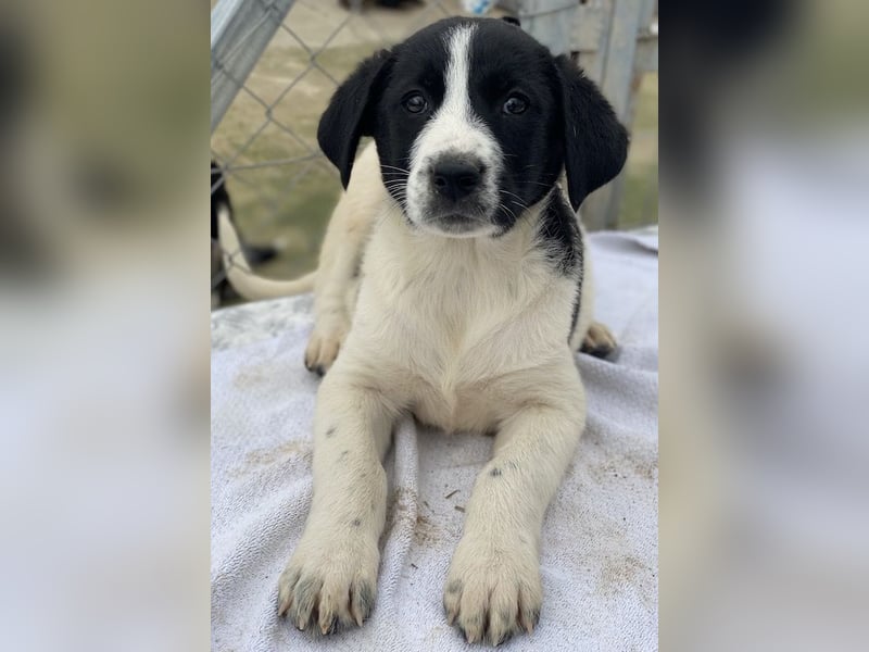 Fedra, geb. ca. 01/2024, lebt in GRIECHENLAND, im städt. Tierheim Serres