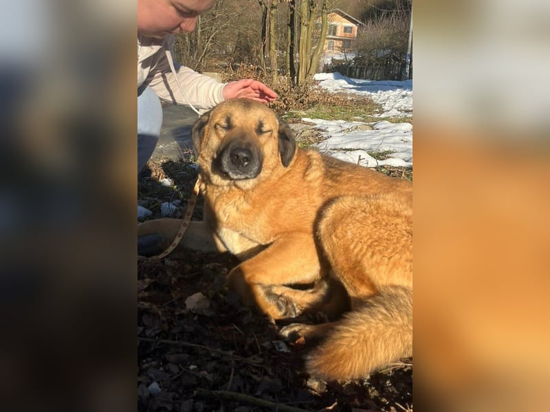 Bub ♥Buddy♥ verschmust und kinderlieb