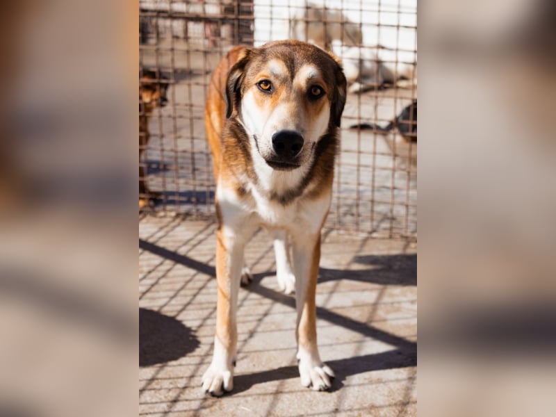 Luki ❤️ aufgeschlossener, lieber Junghund!