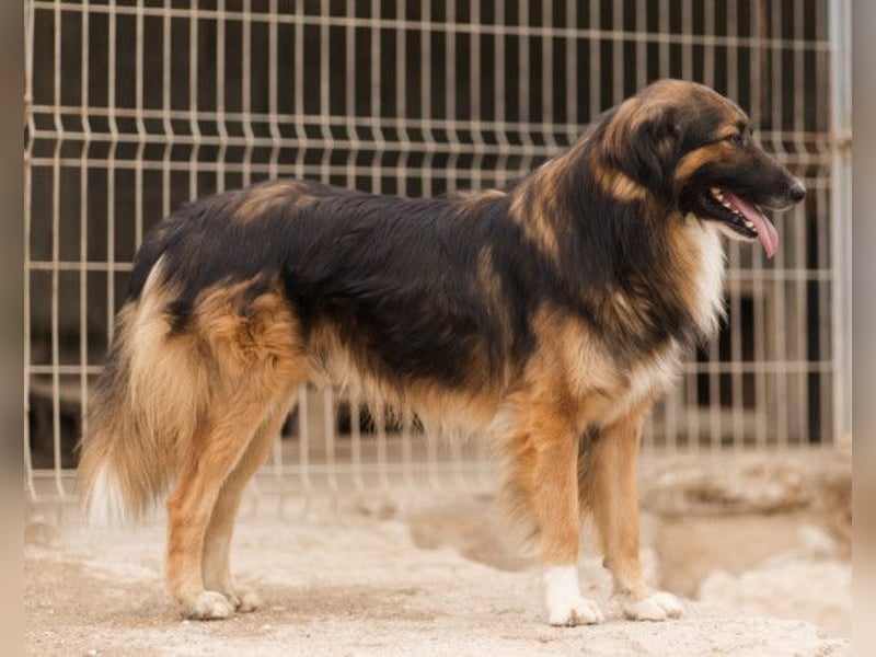 Bogo ♥️ ungeschliffener Schatz auf 4Pfoten